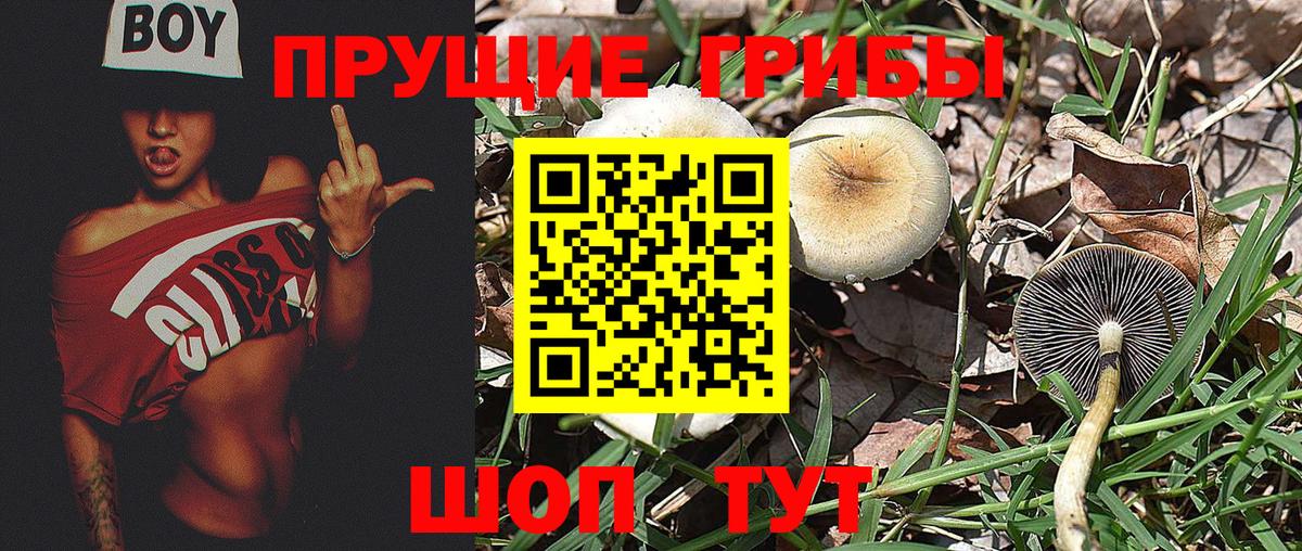 Псилоцибиновые грибы Psilocybine cubensis Апшеронск